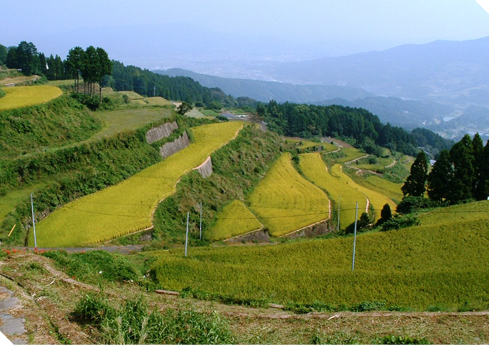 岳の棚田